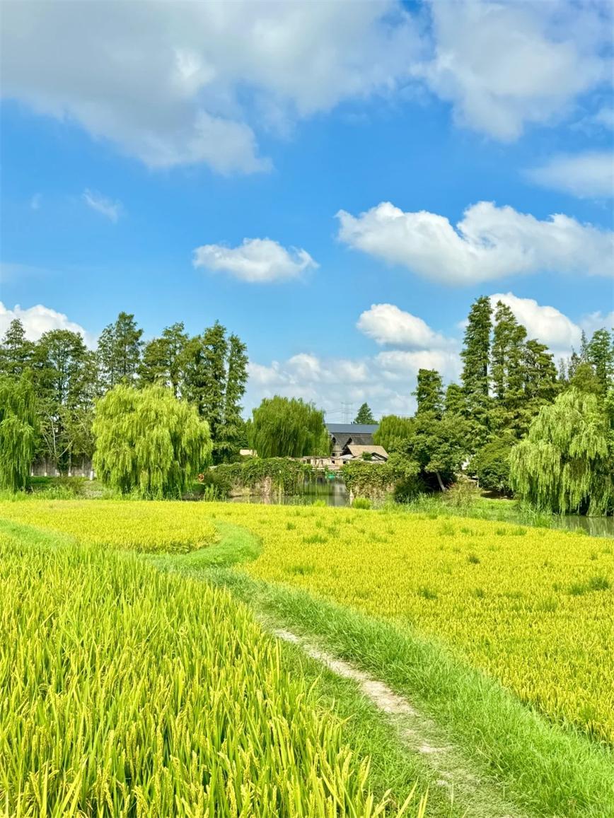 1728434970946707.jpg 秋天的烏村,堪稱秋日旅行天花板??!_3_烏村Village_來自小紅書網頁版.jpg